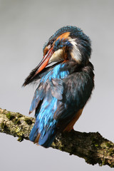 European Kingfisher