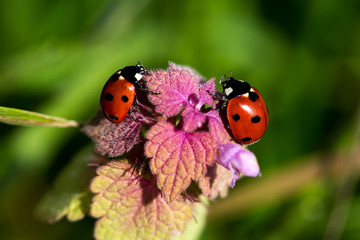 Rendezvous on the meadow