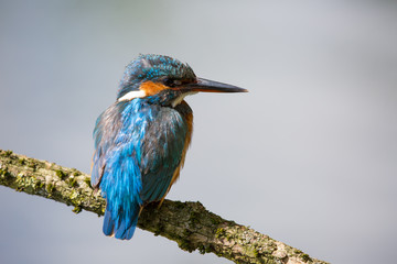 European Kingfisher