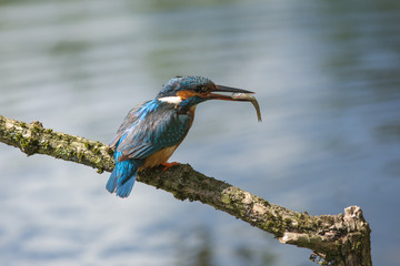 European Kingfisher