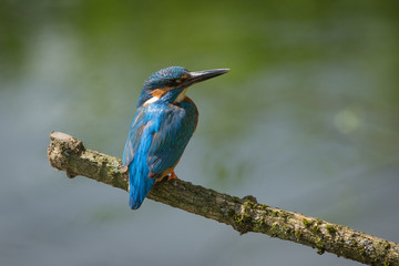 European Kingfisher