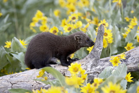 Captive young fisher (Martes pennanti) among arrowleaf balsam root, Bozeman, Montana