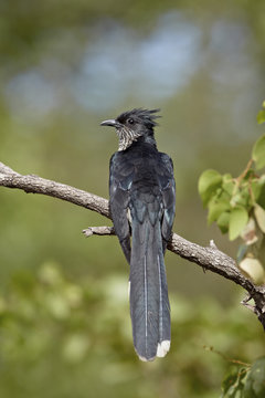 Levaillant's cuckoo (Le Vaillant's cuckoo) (striped cuckoo) (Clamator levaillantii), Kruger National Park