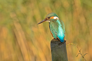 European Kingfisher