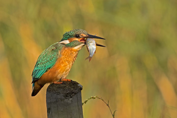 European Kingfisher
