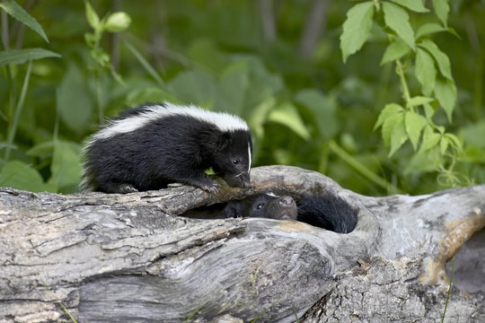 Striped skunk (Mephitis mephitis) baby on log with adult in log, in captivity, Sandstone, Minnesota