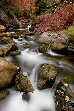 Cascades on Peteetneet Creek with red maples in the fall, Nebo Loop, Uinta National Forest, Utah