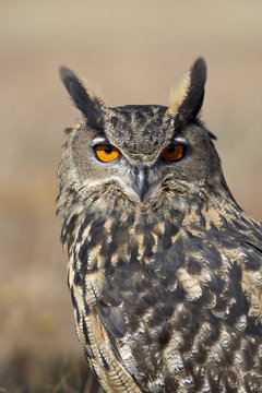 Eurasian eagle owl (Bubu bubo) in captivity, Boulder County, Colorado