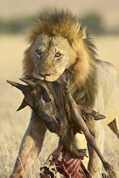 Lion (Panthera leo) carrying a blue wildebeest (brindled gnu) (Connochaetes taurinus) carcass, Masai Mara National Reserve, Kenya