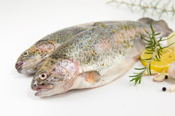 raw trout on white background