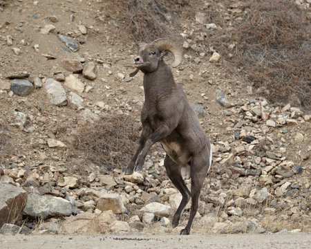 Bighorn sheep (Ovis canadensis) ram about to start a head butt durng the rut, Clear Creek County, Colorado