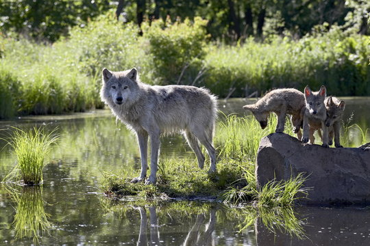 Gray wolf (Canis lupus) in captivity, Sandstone, Minnesota