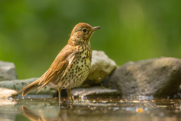 Song Thrush