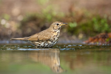 Song Thrush