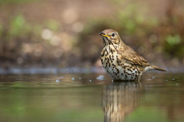 Fototapeta premium Song Thrush