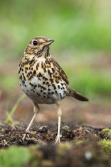 Song Thrush