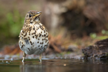 Song Thrush