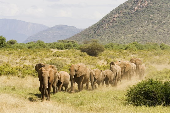 Line of African elephants (Loxodonta africana), Samburu National Reserve, Kenya