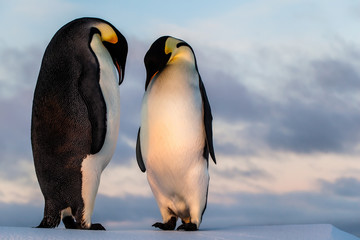 Fototapeta na wymiar Emperor penguin couple