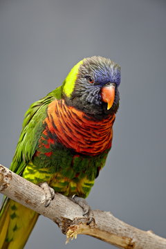 Rainbow lorikeet (Trichoglossus haematodus) in captivity, Rio Grande Zoo, Albuquerque Biological Park, Albuquerque, New Mexico