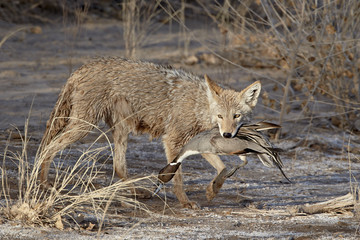 Coyote (Canis latrans) with a NorthernpPintail (Anas acuta) in its mouth, Bosque Del Apache National Wildlife Refuge, New Mexico