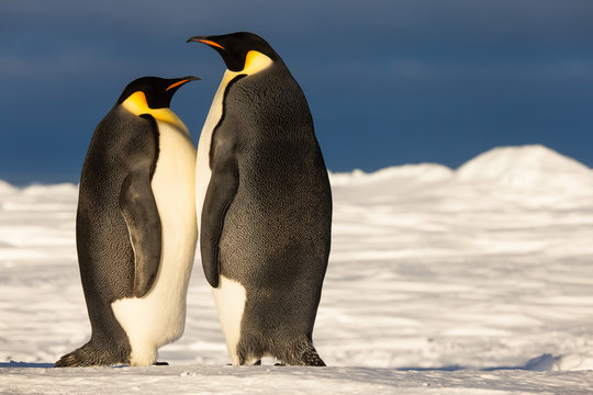 Emperor penguin couple standing together