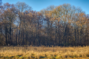 The edge of a forest during fall. Edge of a forest on a late autumn day.