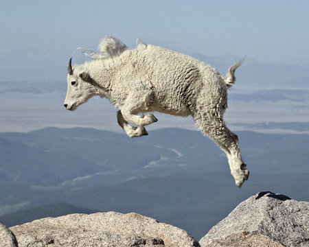 Фото козла на горе Jumping Goat Преміальні зображення - огляд 26 Стокові фото, векторні зображення 