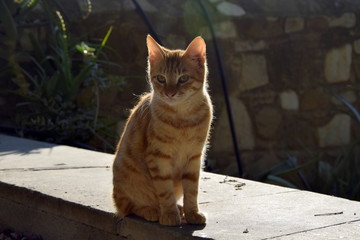 ginger cat in the sun in monastery Cyprus 
