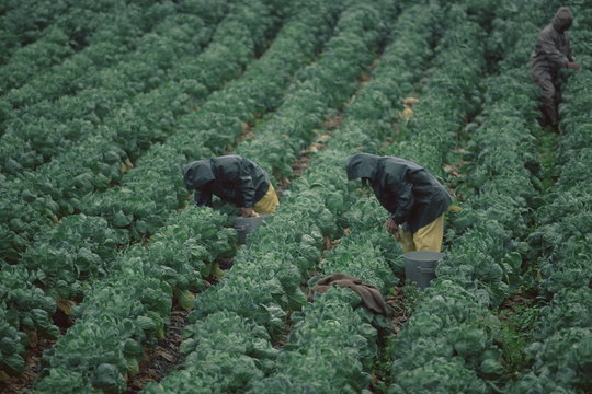 Harvesting Brussels sprouts, California