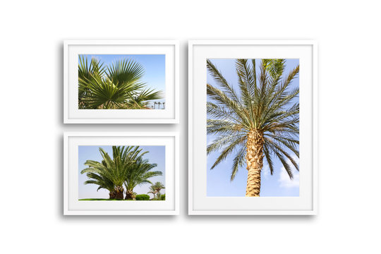 Group of frames with pictures of palms. Travel motif decor