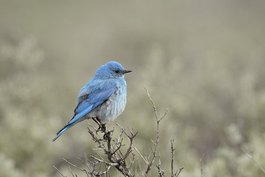 Male mountain bluebird (Sialia currucoides), Yellowstone National Park, Wyoming