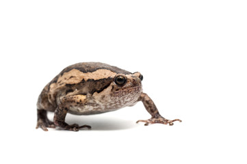 frog isolated on white background