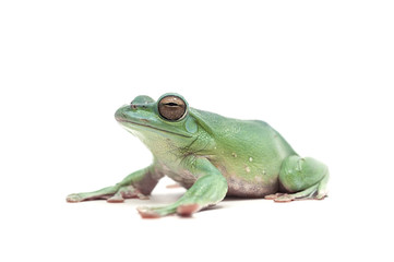 frog isolated on white