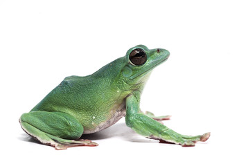 frog isolated on white background