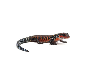 gecko isolated on white
