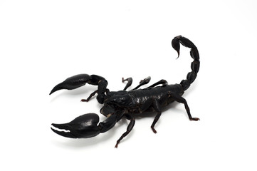 bug isolated