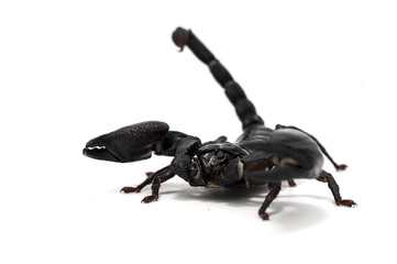 bug isolated