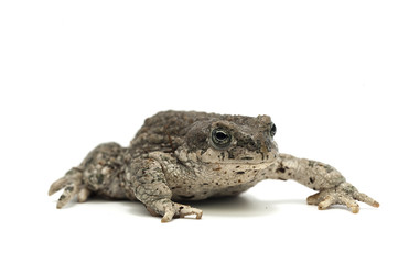 frog isolated on white background