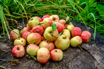 garden apples on the old stump