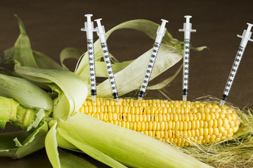 Concept,  GMO Corn