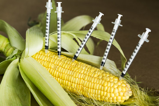 Concept,  GMO Corn