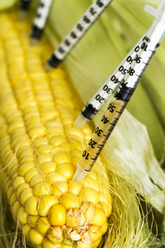 Concept,  GMO Corn