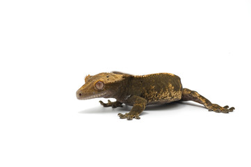 gecko isolated on white