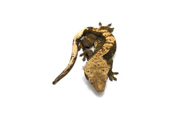 Obraz premium gecko isolated on white