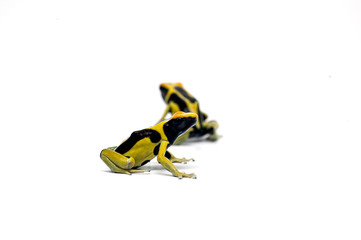 frog isolated on white background