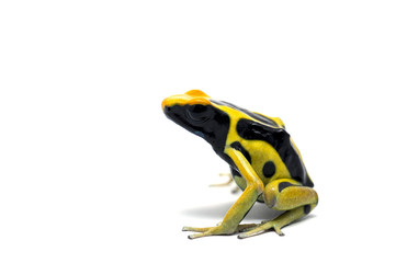 frog isolated on white