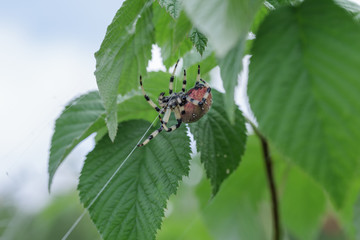 red spider on a web