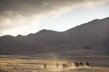 Fototapeten wild horses in a mongolian landscape © katiekk2