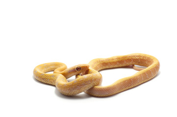 Obraz premium snake isolated on white